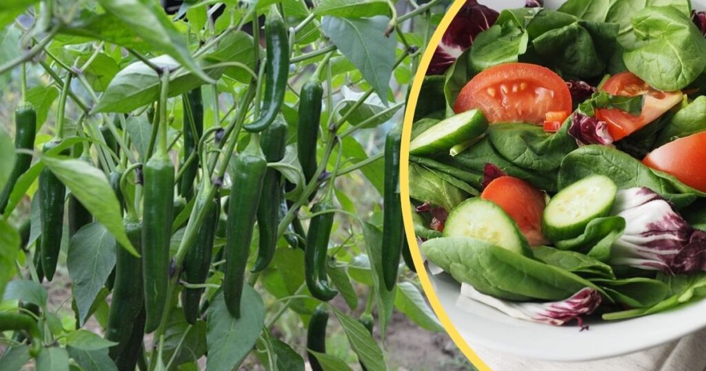 green chilli benefits